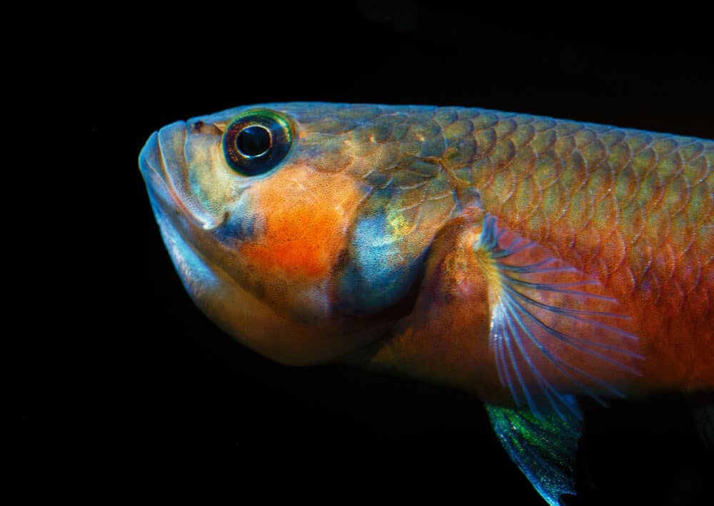 Betta Macrostoma portrait e1591115179118