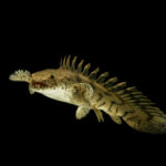 Bichir isolated e1591109435159