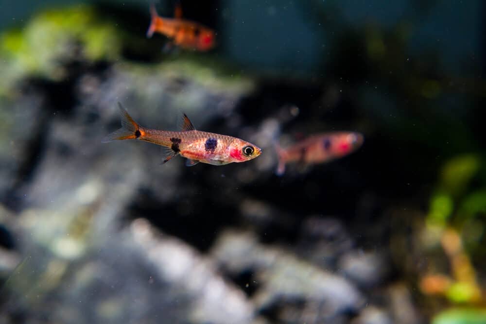 Chili Rasbora Care Guide Diet, Breeding & More » Petsoid