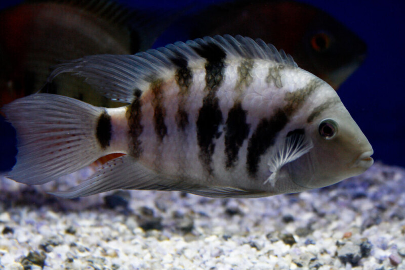 Convict Cichlid Care Guide - Diet, Breeding & More » Petsoid