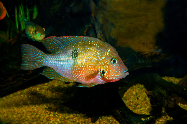 Firemouth Cichlid Care Guide - Diet, Breeding & More