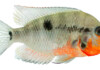 Firemouth Cichlid Care Guide - Diet, Breeding & More