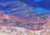 Glass Catfish Care Guide - Diet, Breeding & More