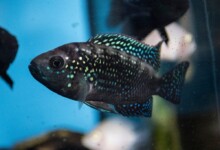 Jack Dempsey Fish Care Guide - Diet, Breeding & More