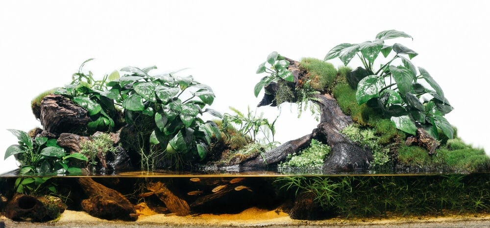 Paludarium Tank isolated e1591117243472