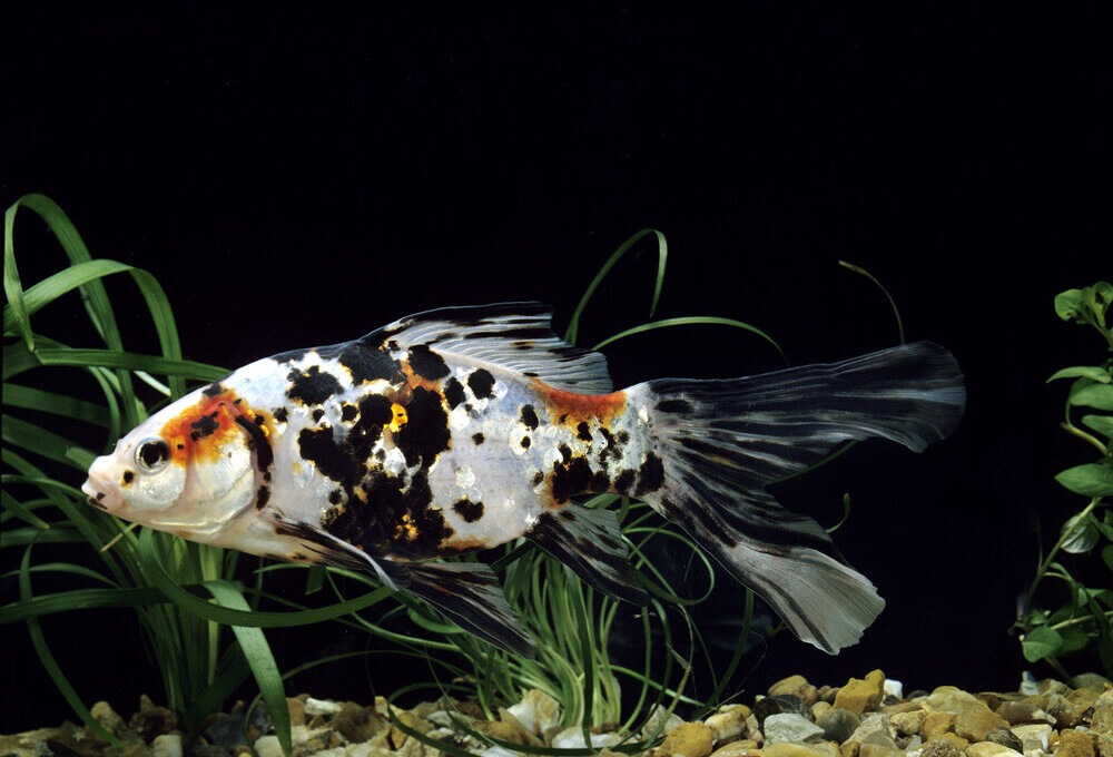 Do Fish Shed Their Scales? » Petsoid