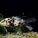 Shubunkin Goldfish black 1 e1591113102431