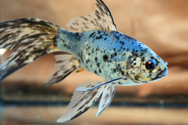 Shubunkin Goldfish Care Guide Types, Breeding & More