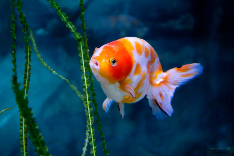 Shubunkin Goldfish Care Guide Types, Breeding & More