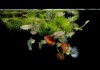 Guppy Grass Care Guide - Light Requirement & More