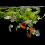 guppy grass and fishes e1591166338876