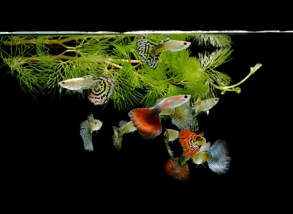 guppy grass and fishes e1591166338876