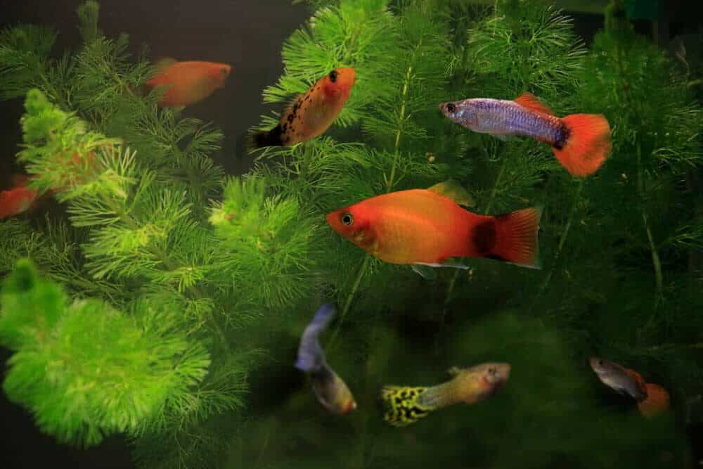 guppy grass aquarium e1591166315126