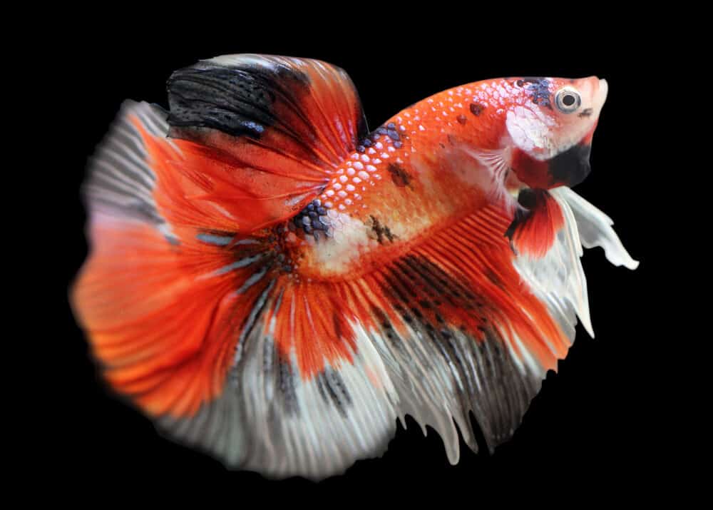 What is a Koi Betta? – Information » Petsoid