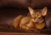 Abyssinian Cat Care Guide & Price