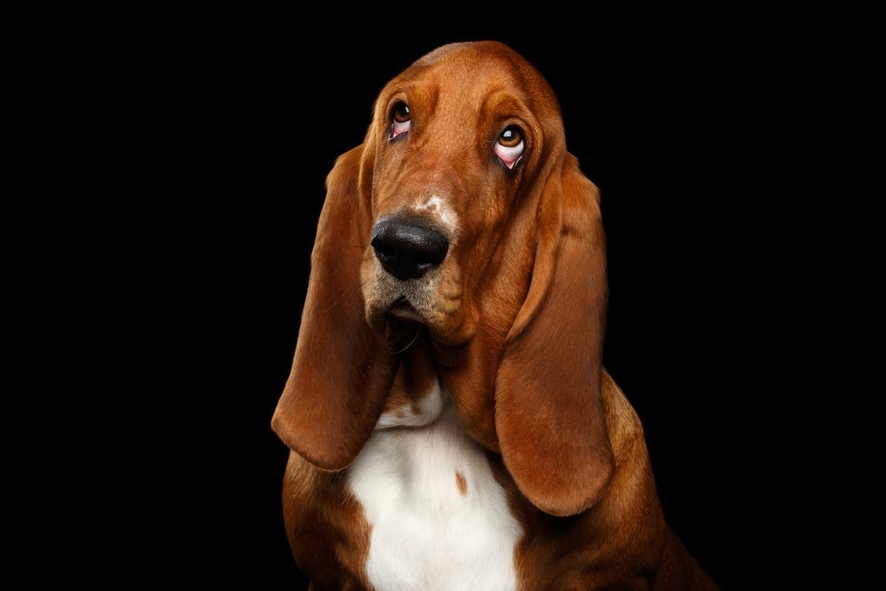 Are Basset Hounds hypoallergenic Do they shed a lot