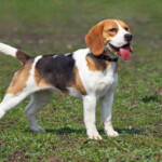 Are Beagles hypoallergenic Do they shed a lot