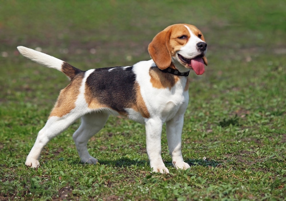 Are Beagles hypoallergenic Do they shed a lot