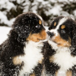 Are Bernese Mountain Dogs hypoallergenic Do they shed a lot