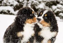 Are Bernese Mountain Dogs Hypoallergenic? Do They Shed a Lot?