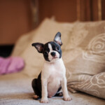 Are Boston Terriers hypoallergenic Do they shed a lot