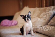 Are Boston Terriers Hypoallergenic? Do They Shed a Lot?