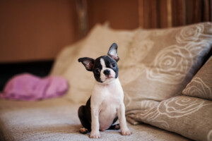 Are Boston Terriers hypoallergenic Do they shed a lot