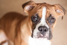 Are Boxers Hypoallergenic? Do They Shed a Lot?