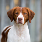 Are Brittanys hypoallergenic Do they shed a lot