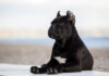 Is Cane Corso Hypoallergenic? Do They Shed a Lot?