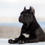 Are Cane Corso hypoallergenic Do they shed a lot