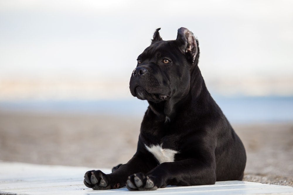 cane corso good and bad