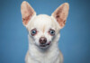 Are Chihuahuas Hypoallergenic? Do They Shed a Lot?