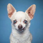 Are Chihuahuas hypoallergenic Do they shed a lot