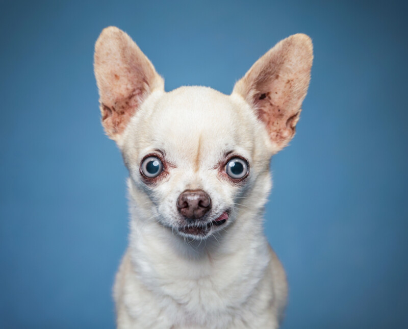 Are Chihuahuas Hypoallergenic? Do They Shed a Lot? » Petsoid