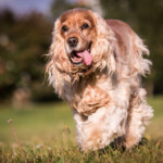 Are Cocker Spaniels hypoallergenic Do they shed a lot