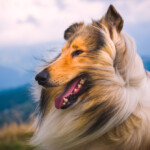 Are Collies hypoallergenic Do they shed a lot