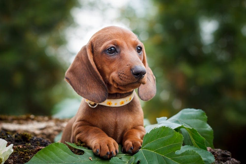 Are Dachshunds hypoallergenic Do they shed a lot