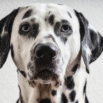 Are Dalmatians hypoallergenic Do they shed a lot