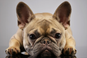 Are French Bulldogs hypoallergenic Do they shed a lot