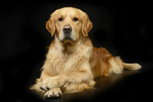 Are Golden Retrievers hypoallergenic Do they shed a lot