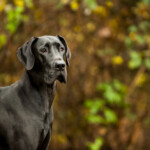 Are Great Danes hypoallergenic Do they shed a lot