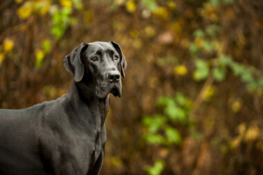 Are Great Danes Hypoallergenic? Do They Shed a Lot? » Petsoid