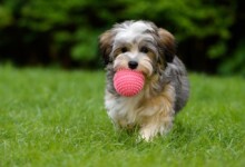 Are Havanese Hypoallergenic? Do They Shed a Lot?