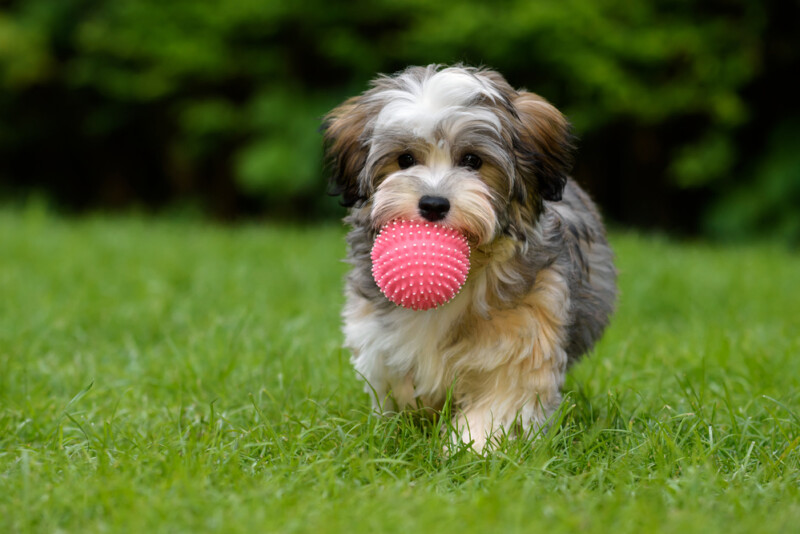 pillow talk havanese