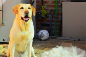 Are Labrador Retrievers hypoallergenic Do they shed a lot