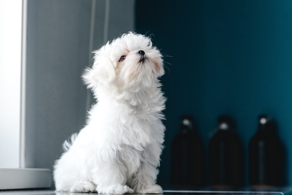 Are Maltese hypoallergenic Do they shed a lot