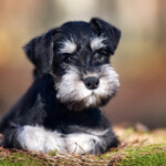 Are Miniature Schnauzers hypoallergenic Do they shed a lot