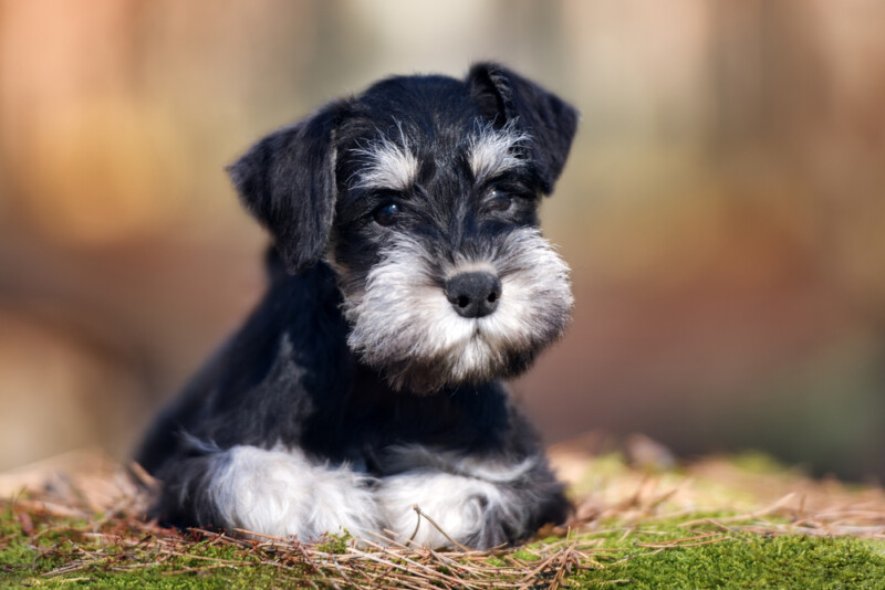 Are Miniature Schnauzers Hypoallergenic? Do They Shed a Lot? » Petsoid