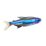 Are Neon Tetra Livebearers